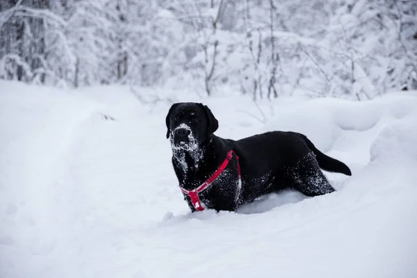 冬季森林中的黑色拉布拉多猎犬 图库照片