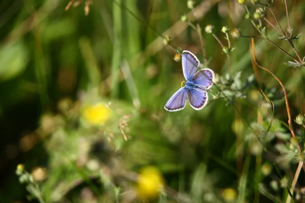 Violet Butterfly Summer Forest 스톡 사진