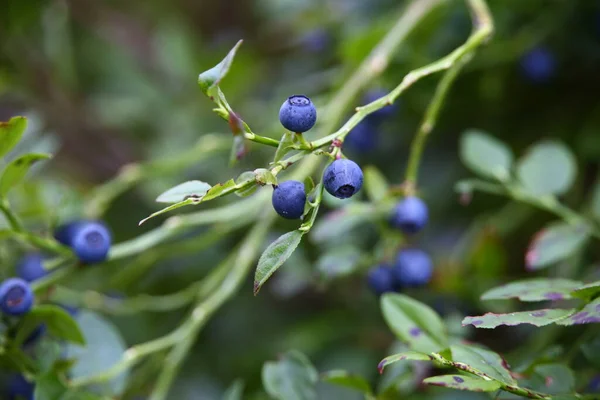 Blueberry Summer Forest ストック画像