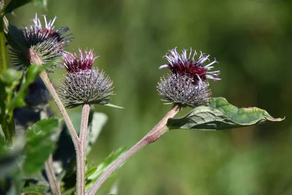 Thistle Plant Field 스톡 사진