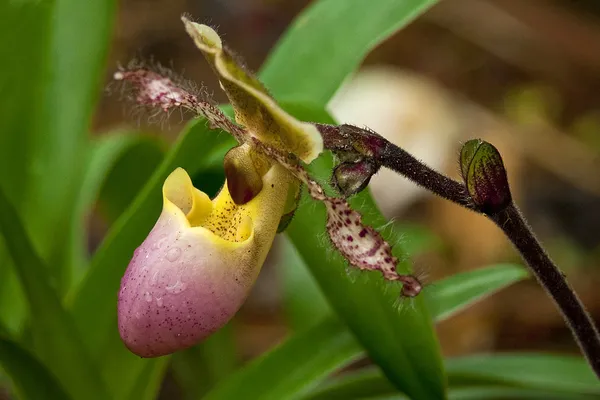 Orchidées — Photo