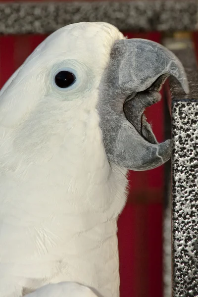 Papagájkakadu — Stock Fotó