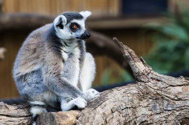 Lemur