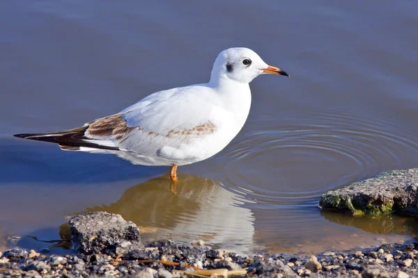 Meeuw — Stockfoto