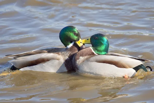 Patos — Fotografia de Stock