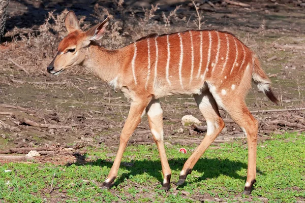 Greater kudu — Stockfoto