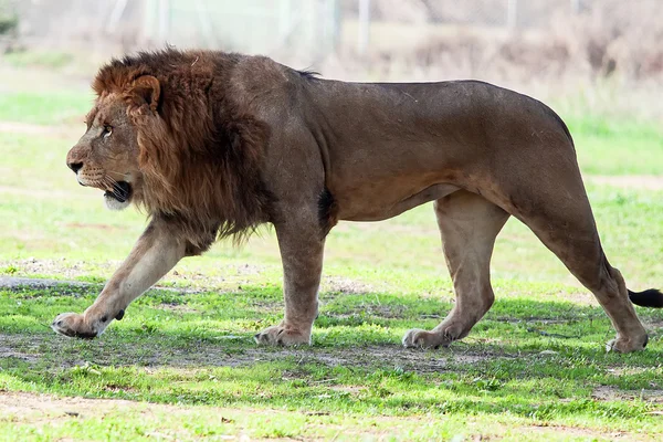 Löwe — Stockfoto