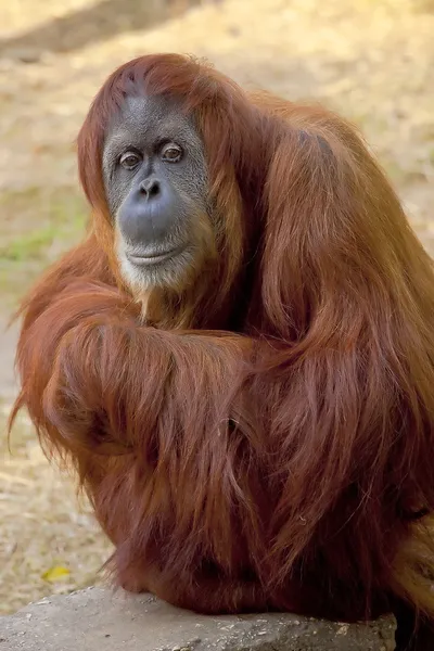 Orangutan — Stock fotografie