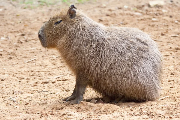 Beaver — Stock Photo, Image