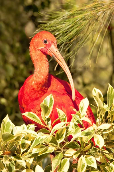 Skarlátvörös ibis — Stock Fotó