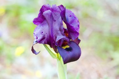 Iris atropurpurea