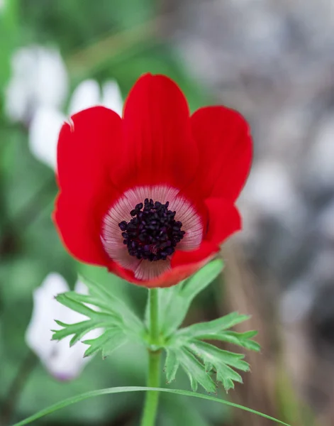 Anemones — Stock Photo, Image