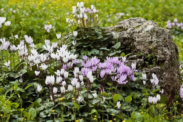 Cyclamens — Stock Photo, Image