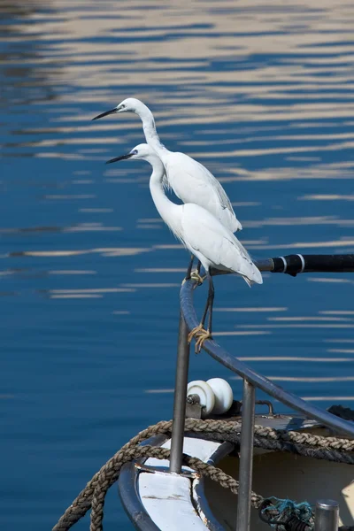 White Egret — Stock Photo, Image