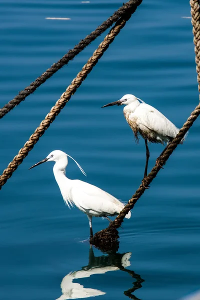 White Egret — Stock Photo, Image