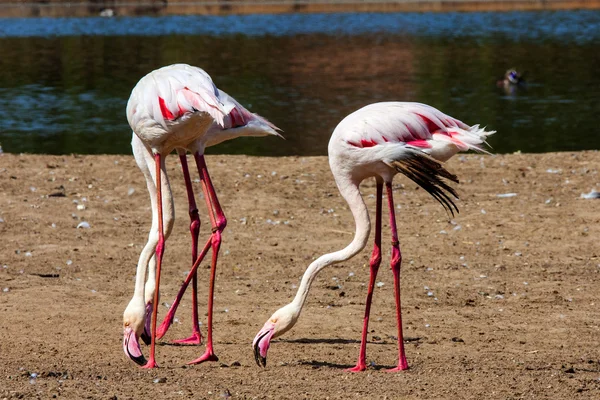 Flamingos — Fotografia de Stock