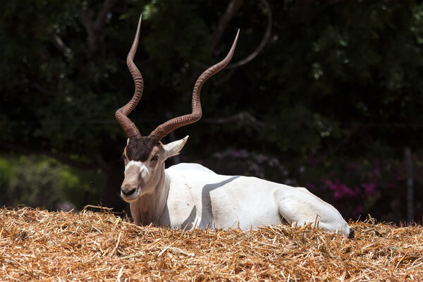 Horned Oryx