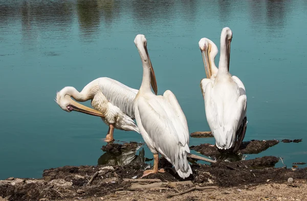 Pelikanlar — Stok fotoğraf