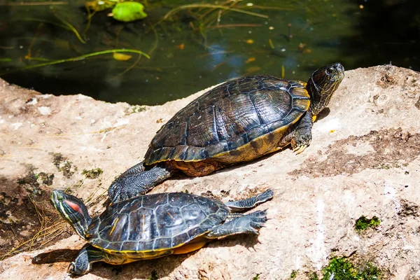 Caja tortuga — Foto de Stock