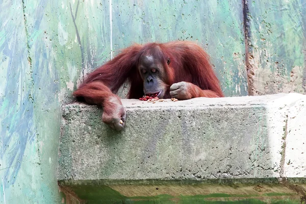 Orangutan — Stock fotografie