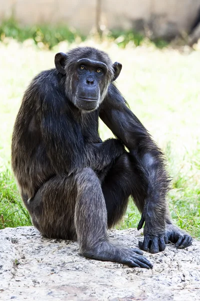 Chimpanzé — Fotografia de Stock