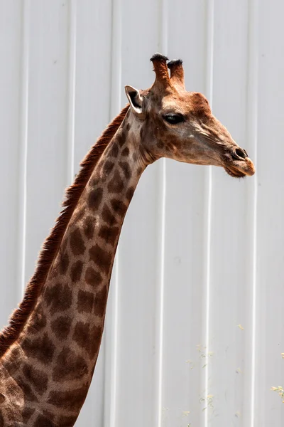 Giraffe — Stock Photo, Image