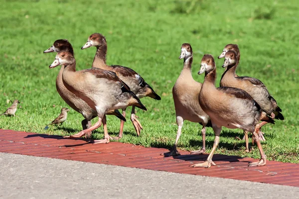 Goose — Stock Photo, Image