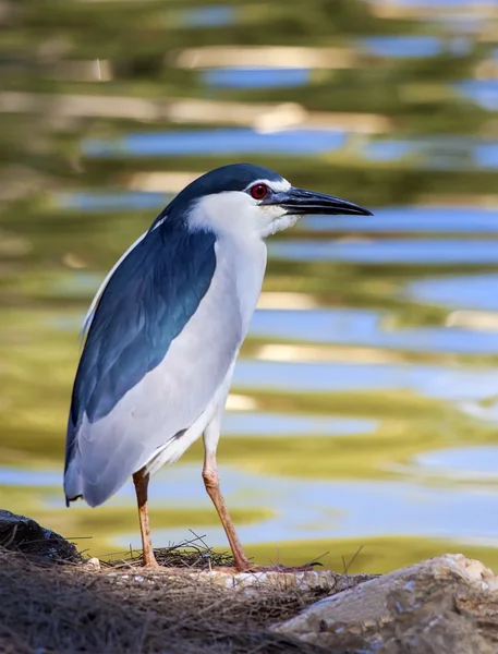 Heron da noite — Fotografia de Stock