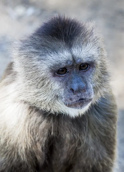 Kapuzineraffe — Stockfoto