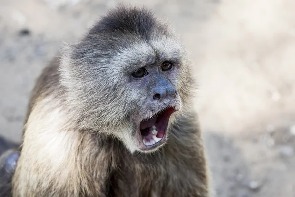 Kapucínský opice — Stock fotografie