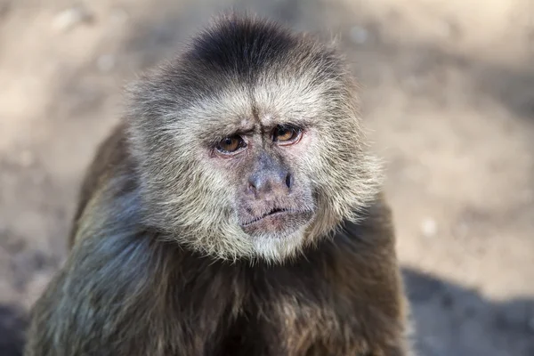 Capuchin monkey — Stock Photo, Image