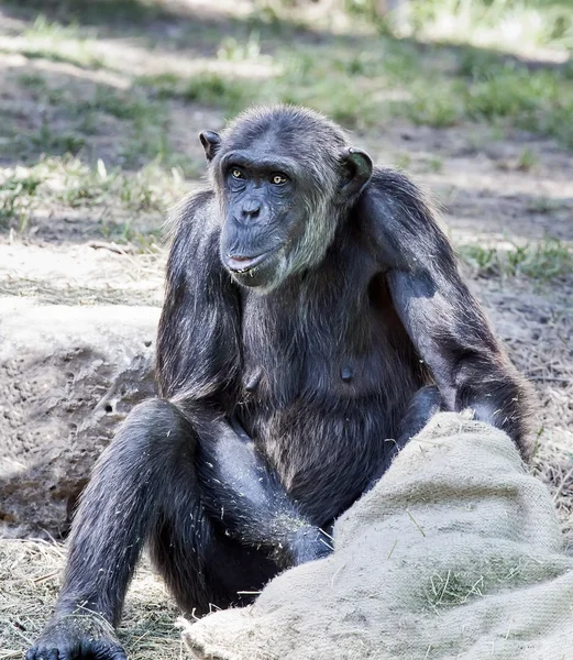 Chimpanzé — Fotografia de Stock