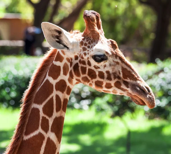 Giraffa — Foto Stock