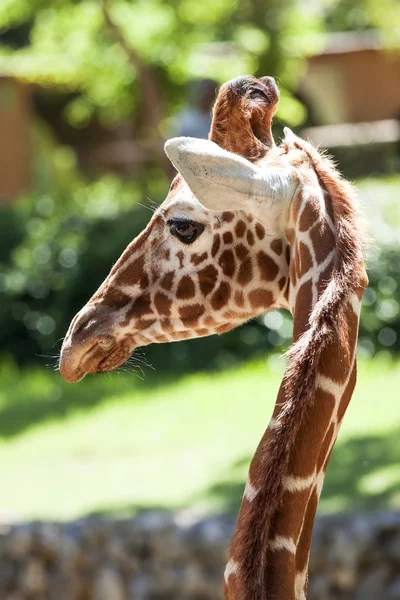 Giraffe — Stock Photo, Image