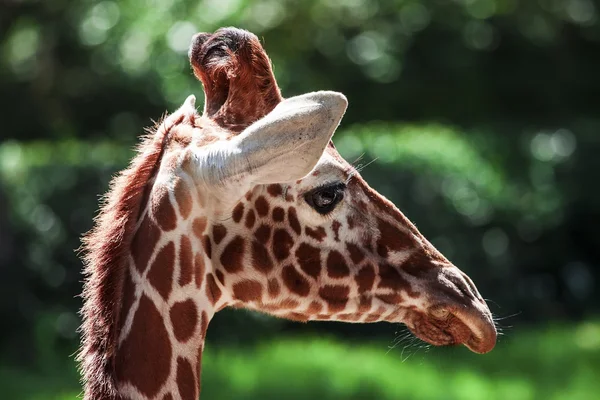 Giraffe — Stock Photo, Image