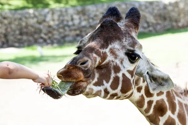 Giraffe — Stockfoto