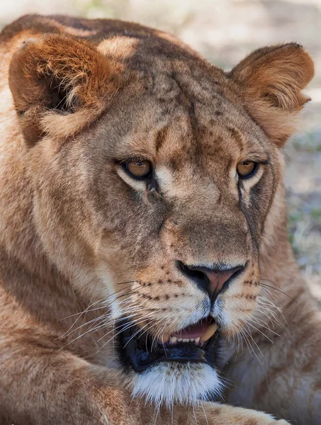 Lioness — Stock Photo, Image