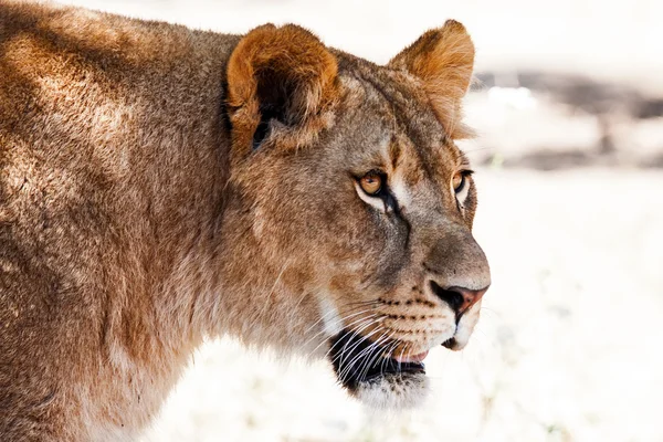 Lioness — Stock Photo, Image