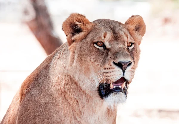 Lioness — Stock Photo, Image