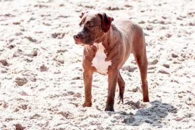 köpek ve deniz