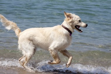 Savunma Bakanlığı