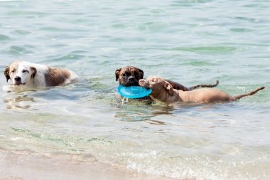 Köpekler
