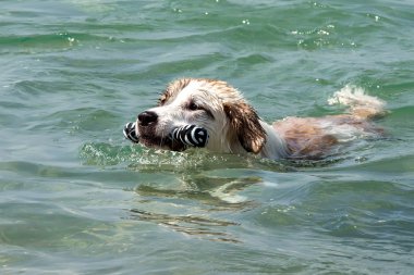 Köpek.