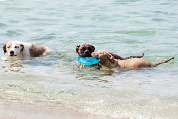 Dogs — Stock Photo, Image