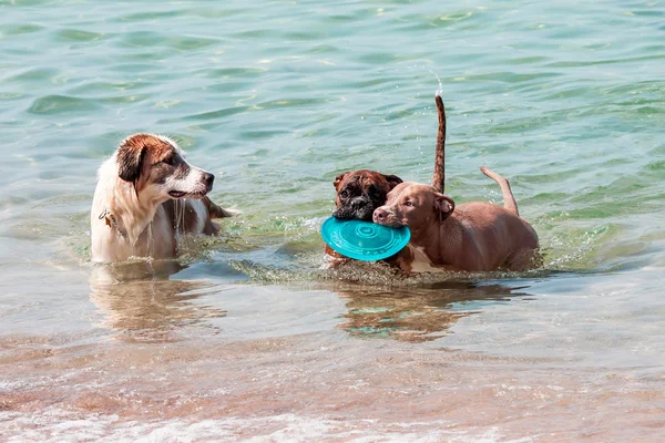 Perros — Foto de Stock