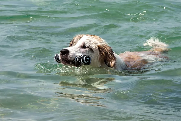 El perro. — Foto de Stock