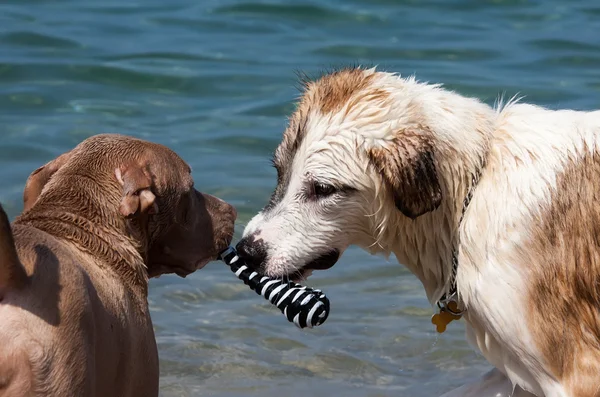 Perros — Foto de Stock