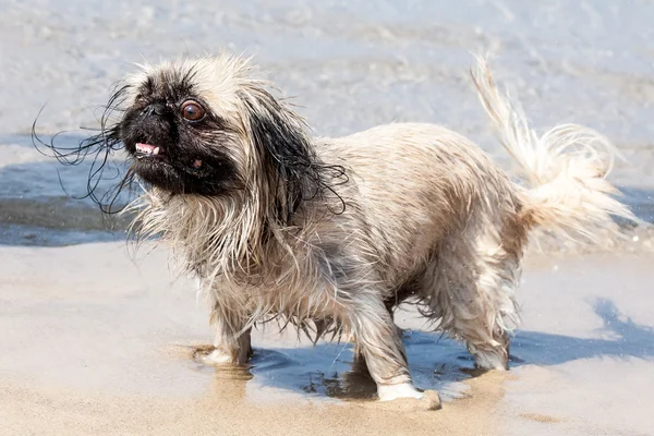 Pekinese dog — Stock Photo, Image