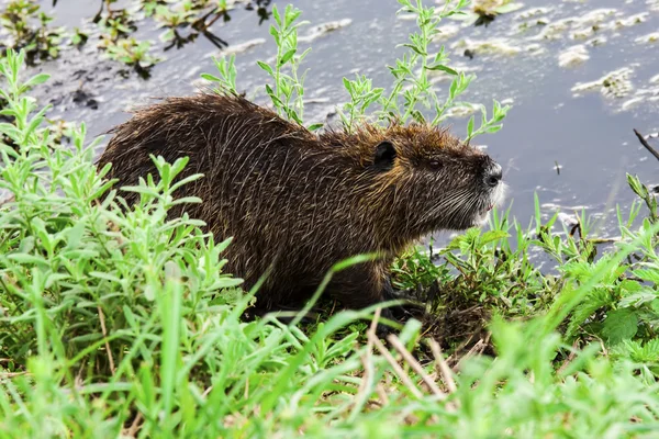 Coypu — Stock Photo, Image