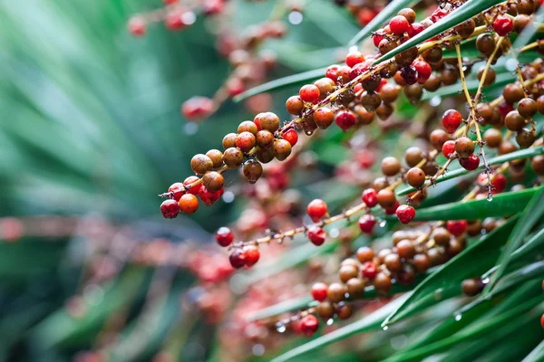 Berries — Stock Photo, Image